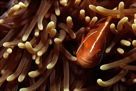 Clownfish Great Barrier Reef qld