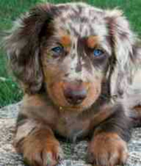 Chocolate blue merle Aussie :) | Dachshund puppies, Puppies, Dapple dachshund puppy