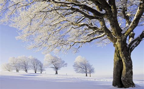 Winter Trees Wallpapers - Wallpaper Cave