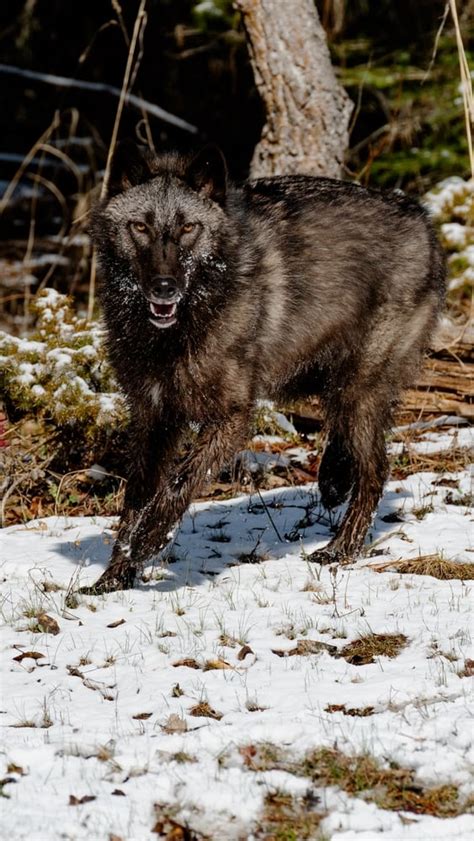 The 7 Most Dangerous Animals in Alaska (With Photos)