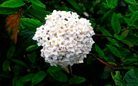 Viburnum X Burkwoodii Flower : Wallpapers13.com