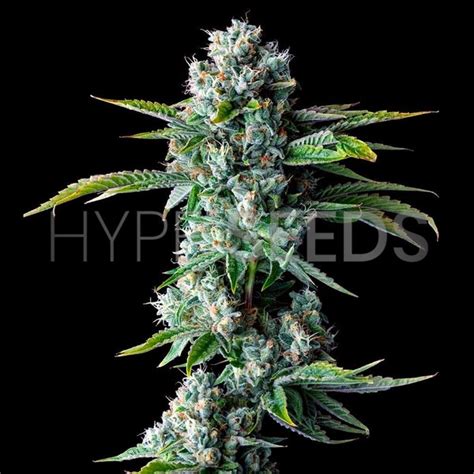 Skywalker OG Seeds | Hype Seeds - Buy Skywalker OG Seeds Online & Get ...