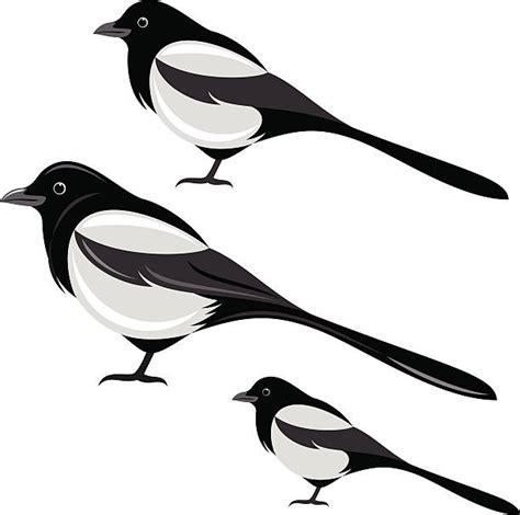 Royalty Free Magpie Clip Art, Vector Images & Illustrations - iStock