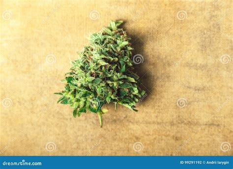 Bud of Marijuana Close-up, a Medical Cannabis. Marijuana Pharmacy in America Stock Photo - Image ...