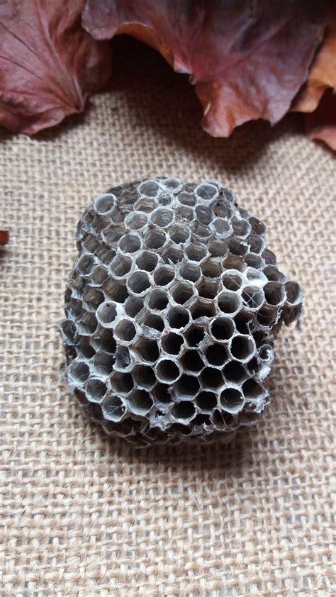 Paper Wasp Nest Large Real Wasp Hive - Etsy