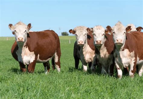 Brown And White Cow Breeds: Top 10 Breeds – Savvy Farm Life