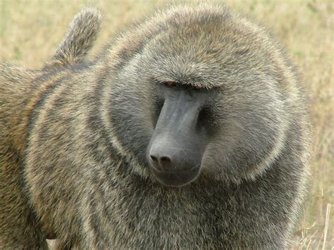 Baboon Free Photo Download | FreeImages