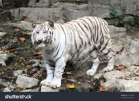 Beautiful White Tiger In Guangzhou, Endangered Animal In China Stock Photo 91532894 : Shutterstock