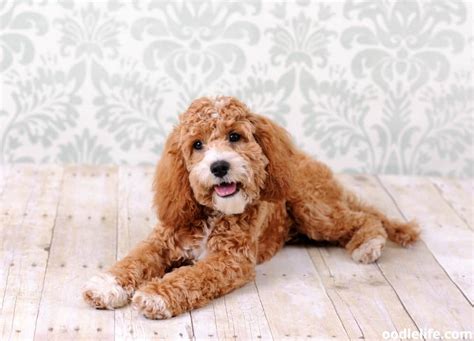 When Is A Cockapoo Full Grown? (with Photos) - Oodle Life