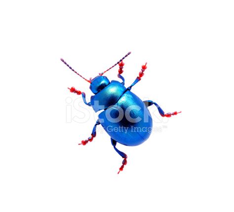 Blue Beetle Stock Photos - FreeImages.com