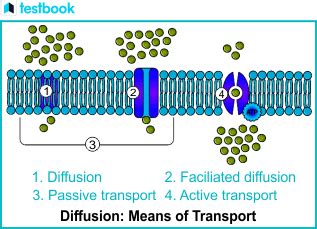 Diffusion in Plants - Types, Importance and Factors Affecting Diffusion