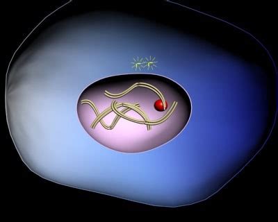 mitosis 3d model