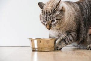 Ask a Vet: What on Earth Is Triaditis in Cats? - Catster