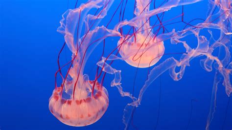 Wallpaper Pink Jellyfish, Monterey Bay Aquarium, diving, tourism, Travel Wallpaper Download ...