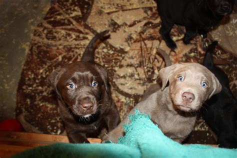 Littermates - chocolate and silver lab puppies Silver Labrador Retriever, Labrador Retrievers ...