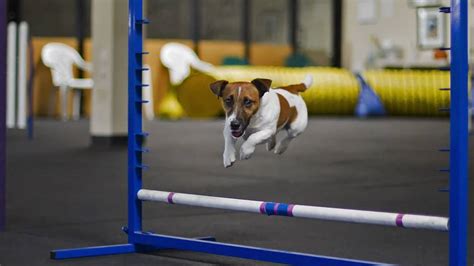 Top 10 Best Dogs for Agility Training