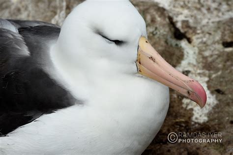 Falkland Islands Wildlife – Ramdas Iyer Photography