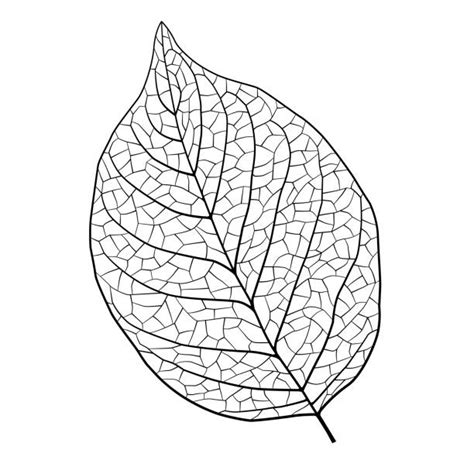 Leaf Vein Illustrations, Royalty-Free Vector Graphics & Clip Art - iStock