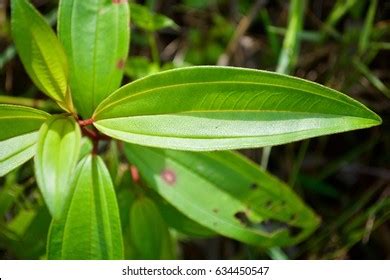 2,713 imágenes, fotos de stock, objetos en 3D y vectores sobre Melastomataceae leaves | Shutterstock