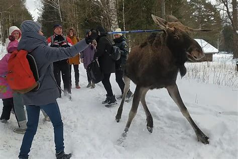 Moose attacks little girl as tourists feed the animal in a Russian ...