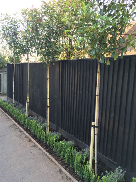 Pleached red robin 'photinia', box hedge and lavender | Privacy fence landscaping, Fence ...