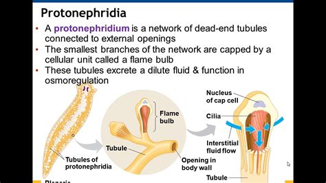 Chapter 44 Osmoregulation and Excretion - YouTube