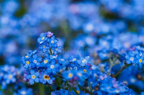 Myosotis Beautiful Blue Forest Flower in Spring Bloosom Stock Image - Image of leaf, blue: 147484667