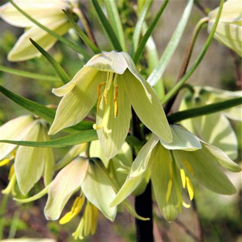 Fritillaria Planting Guide – Easy To Grow Bulbs