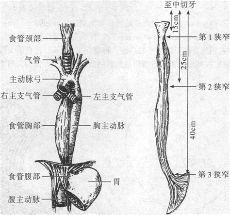 三、食管-人体解剖学与组织胚胎学-医学