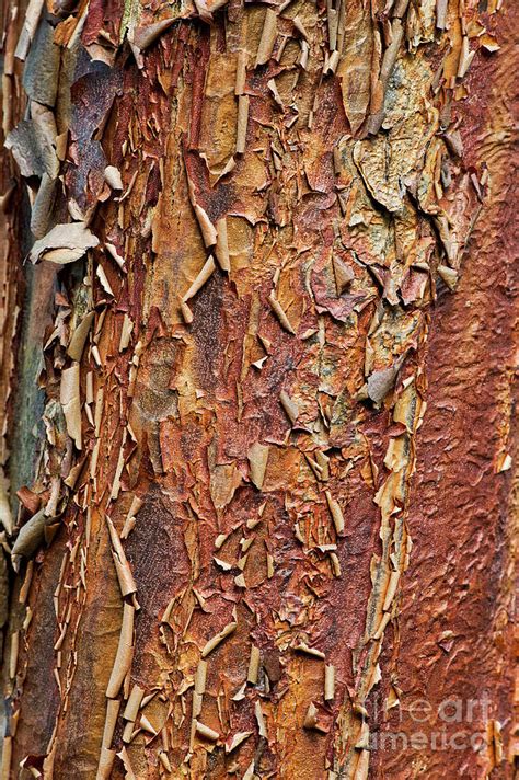 Paperbark Maple Tree Bark Photograph by Tim Gainey - Fine Art America