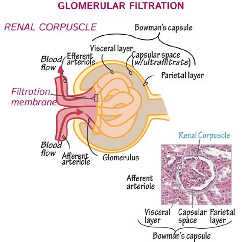 Glomerular Basement Membrane Layers