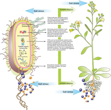 Frontiers | Secondary Metabolites From Halotolerant Plant Growth Promoting Rhizobacteria for ...