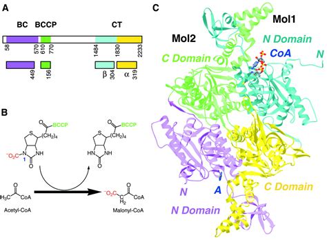 Acetyl Coa Carboxylase Structure