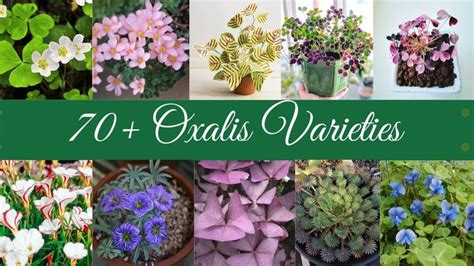 70 oxalis Varieties with Names / Butterfly plant varieties with names ...