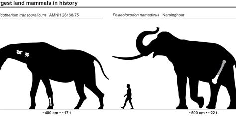 The Largest Beasts to Walk the Earth