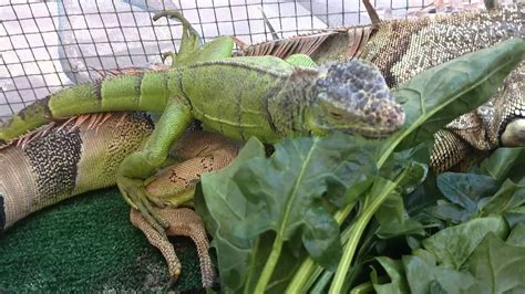 hewan-purba2016: iguana que comen Images