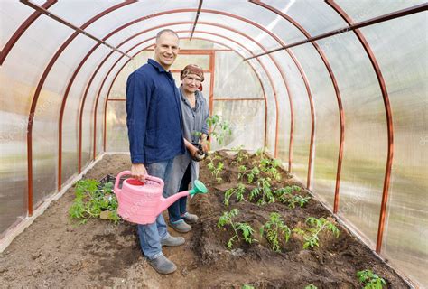 Greenhouse cultivation of tomatoes — Stock Photo © jenoche #46573947