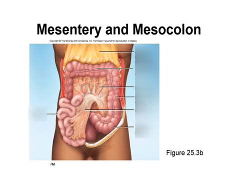 Mesentery and Mesocolon Diagram | Quizlet