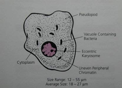 12 best Entamoeba coli images on Pinterest | Eggs, Lab tech and Diners