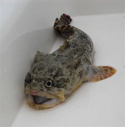 Gulf Toadfish | Mexico – Fish, Marine Life, Birds and Terrestrial Life