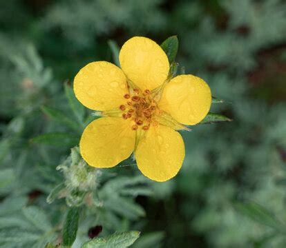 Cinquefoil Images – Browse 6,360 Stock Photos, Vectors, and Video ...