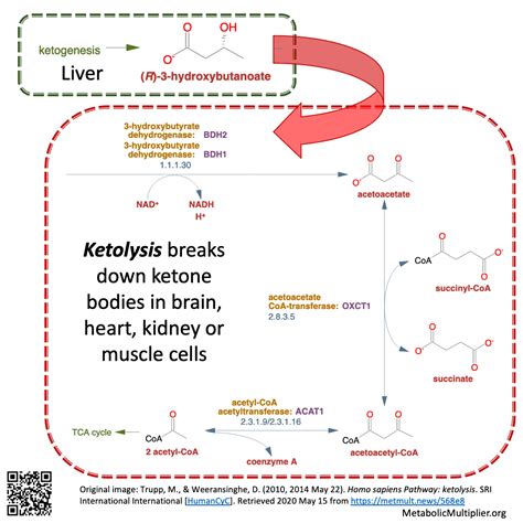 Layperson terms for ketone body metabolism? - Metabolic Multiplier