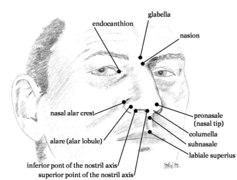 The key landmarks representing the human nose. | Download Scientific Diagram