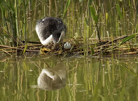 My Big Little World : Nesting Western Grebe