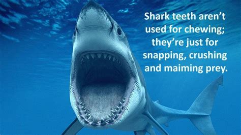 28 Interesting Shark Facts That Will Surprise And Amaze