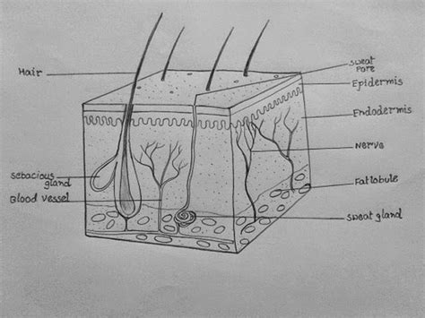 How to draw skin LS | Biology diagrams, Skin drawing, Biology drawing