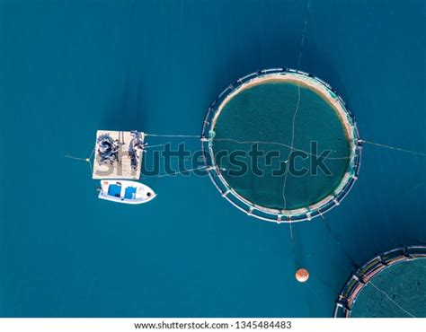 Fish Farming Seabass Gilthead Fish Aquaculture Stock Photo 1345484483 | Shutterstock