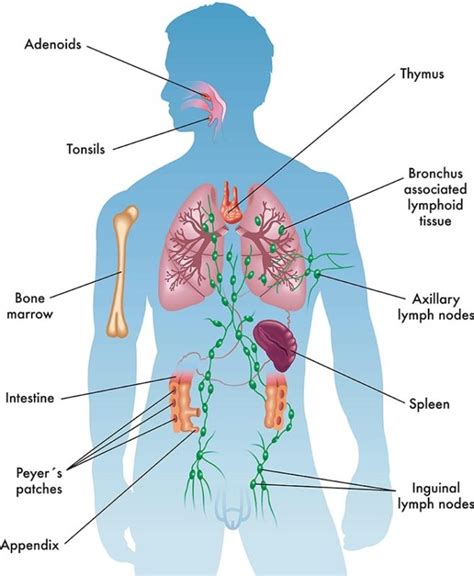 Immune system — Part 1 of biologist Joan Ebsworth's new study project