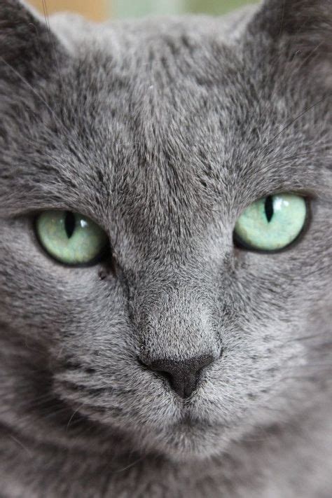 Pretty green eyes on a pretty gray cat | Evcil hayvanlar, Hayvanlar, Sevimli kediler