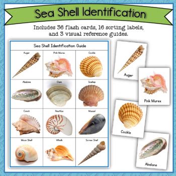 Seashell Identification Cards by Eat Teach Inspire | TPT